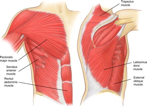 Pain Under Left Breast Bone Radiating To Back at Carrie Root blog