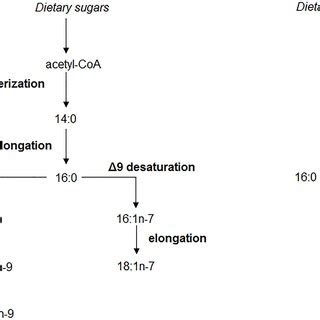 Major products of the DNL pathway. Acetyl-Coenzyme A (acetyl CoA) is ...