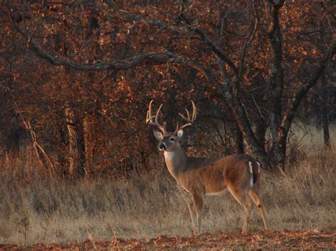 Whitetail Deer Hunting Wallpaper