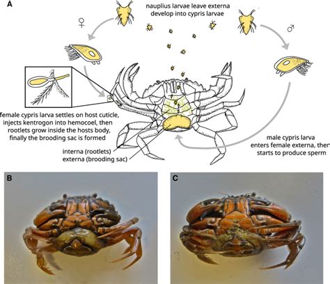 -Life cycle of Sacculina carcini (A). Host crab Carcinus maenas with ...