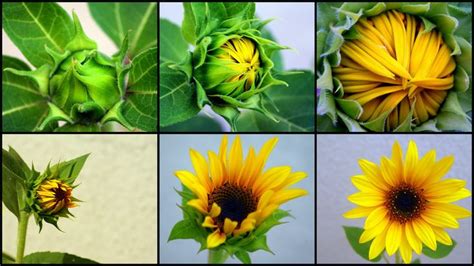 Image result for sunflower blooming stages | Blooming sunflower, Plant ...