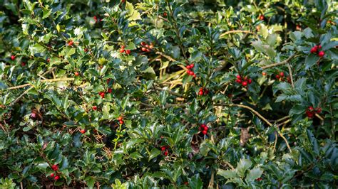 Holly Bushes - How To Grow And Care? - Green Packs