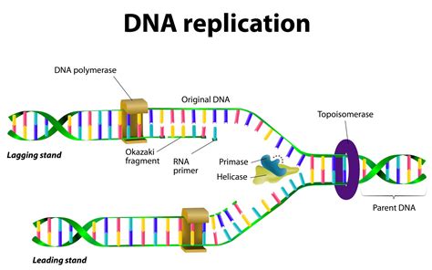 DNA Structure & DNA Replication - Biology Online Tutorial