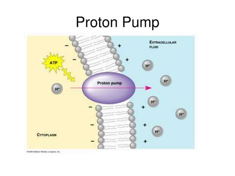 PPT - Cell Membrane and Transport Across The Cell PowerPoint ...