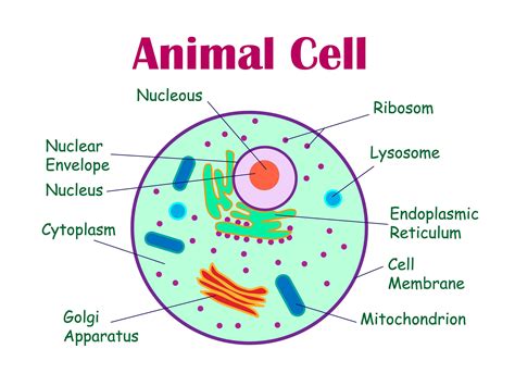 This item is unavailable - Etsy | Cell diagram, Animal cell, Plant and ...