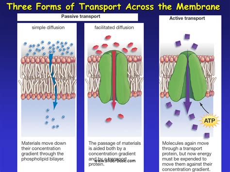 Three Types Of Membrane Transport Proteins - Transport Informations Lane