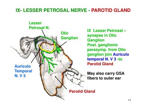 PPT - OUTLINE I. GLOSSO-PHARYNGEAL NERVE II. HITCHHIKING FIBERS ...