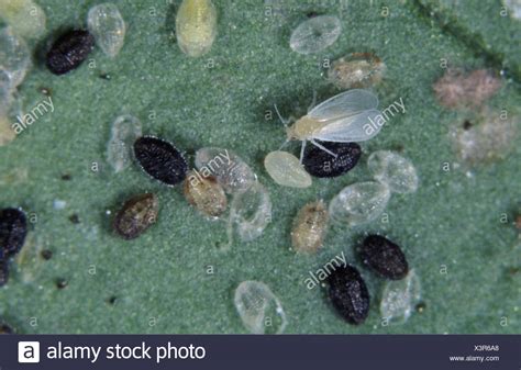 Whitefly larvae pupae parasitised by a parasitoid wasp Encarsia formosa ...