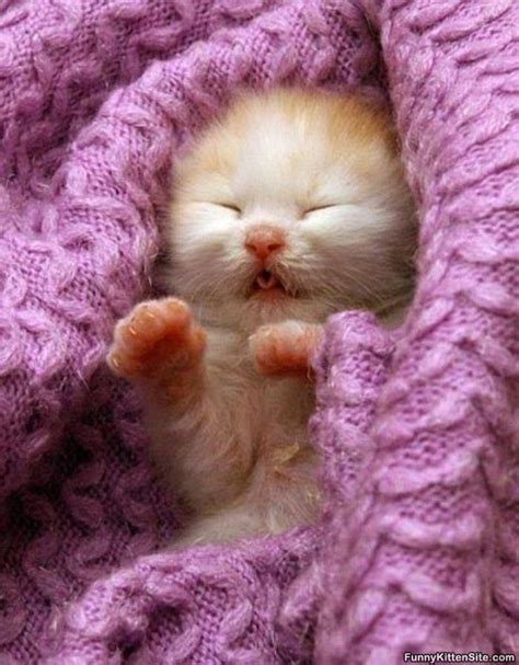 cute kitten sleeping | Cute animals, Kittens cutest, Baby cats