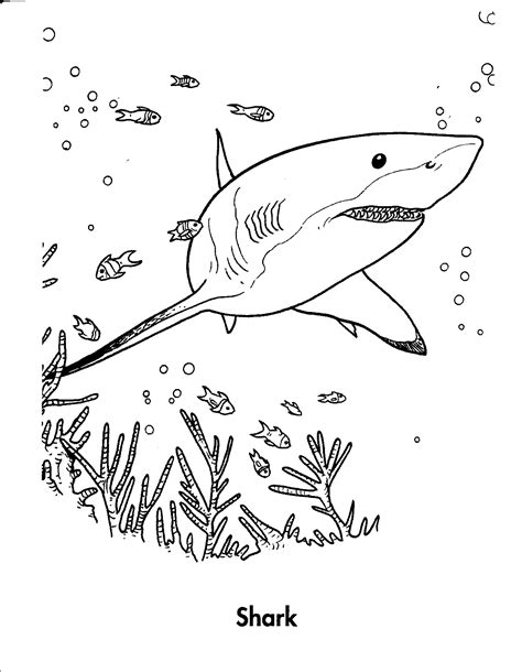 Swiss-sharepoint: Print Coloring Pages Of Sharks