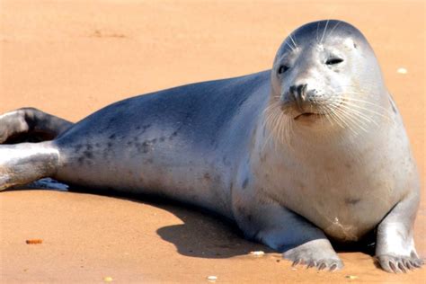 Free picture: seal, beach, sand, animals