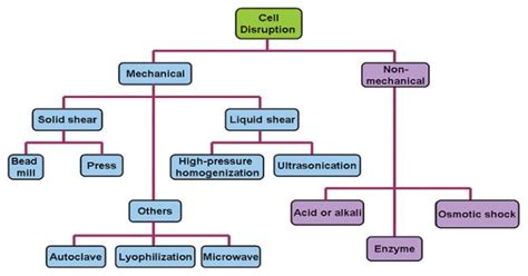 Cell Disruption- Definition, Methods, Types, Significance