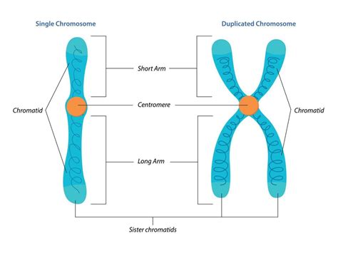 Chromosome – Artofit