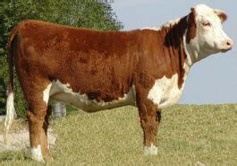 Hereford | The Cattle Site