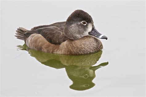 Female Ringneck Duck | Flickr - Photo Sharing!