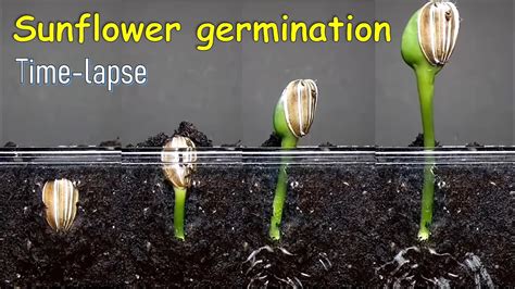 Sunflower germination time-lapse - YouTube