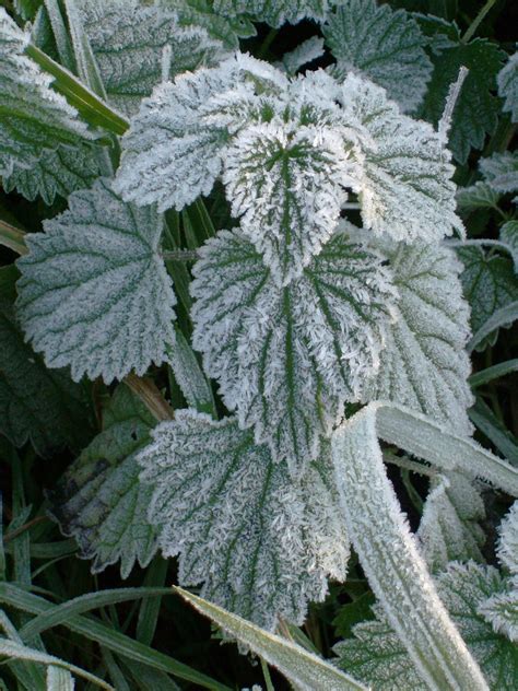 Frost | Freezing Temperatures, Sublimation & Effects on Plants | Britannica