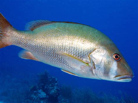 Dog Snapper - Lutjanus jocu - Belize - Photo 2 - Caribbean Reefs