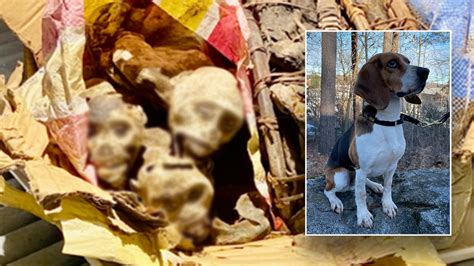 Border protection K-9 sniffs out mummified monkey remains at Boston ...