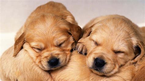 Baby Golden Retriever Wallpaper - WallpaperSafari