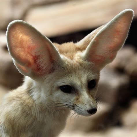 Fennec Fox Habitat