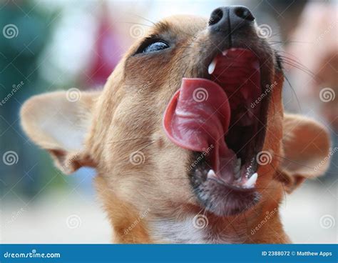 Funny dog licking face stock photo. Image of animal, lovable - 2388072