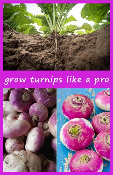 how to grow turnips, sowing turnips, planting turnips, growing turnips ...