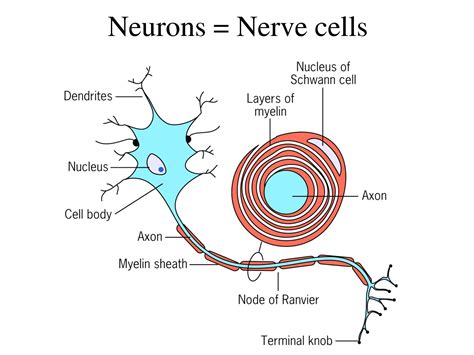 Structure Of Nerve Cell