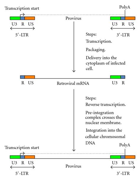 This figure illustrates the replication cycle of the genera of ...