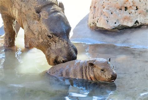 National Hippo Day 2022: How You Can Observe It