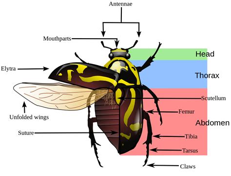 Parts of a beetle | Insect anatomy, Insects, Beetle