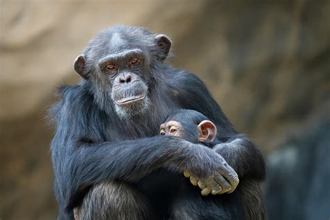 Mother Cuddling Baby Chimp Photograph by Eric Lowenbach - Fine Art America