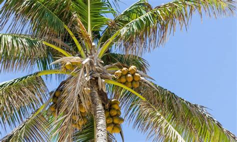 Coconut Tree vs Palm Tree: 5 Key Differences - A-Z Animals