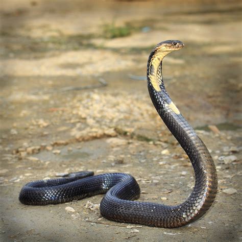 Habitat and Other Facts About the Majestic and Scary King Cobras