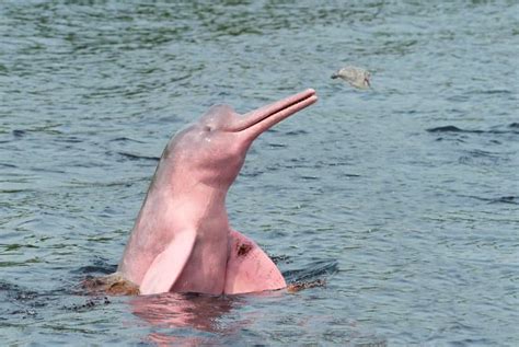 10 Amazon River Dolphin Facts (Aka Pink River Dolphin) - Fact Animal