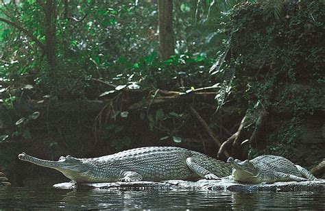 Gavial | Description, Diet, Meaning, & Facts | Britannica