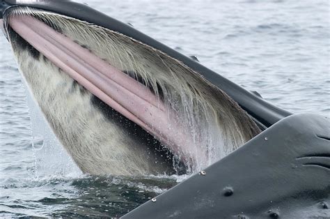 Humpback Whale Feeding Southeast Alaska | クジラ