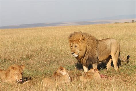 The Ecological Role of Lions - Lion Recovery Fund