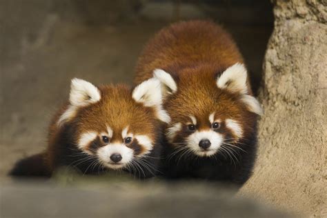 HD Wallpaper of Red Pandas at Chicago Zoo