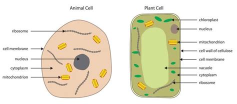 Labelled diagram of plant palisade cell | Plants and Animals | Social ...