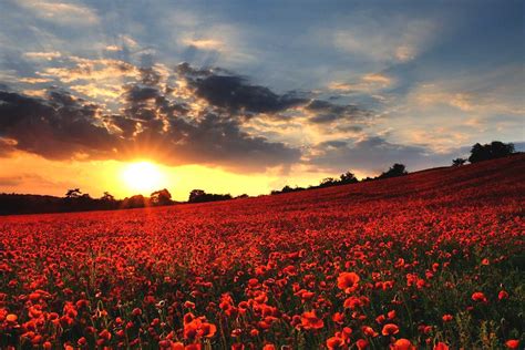 Veterans Day: Remembrance Poppies