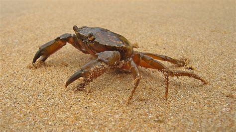 Carcinus maenas Foto & Bild | tiere, wildlife, krebse Bilder auf ...