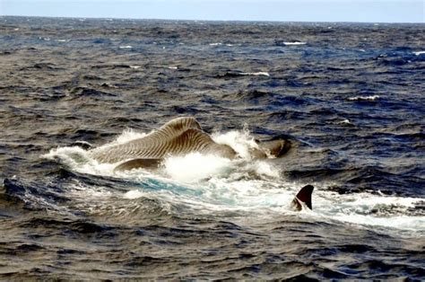 Pygmy Blue Whale – "OCEAN TREASURES" Memorial Library