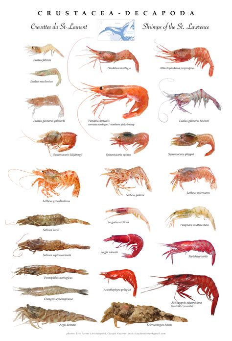 St. Lawrence shrimps poster (Crustacea-Decapoda) | Marine animals, Fish ...