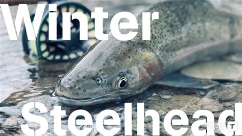 Steelhead | Fly Fishing | Pennsylvania - YouTube