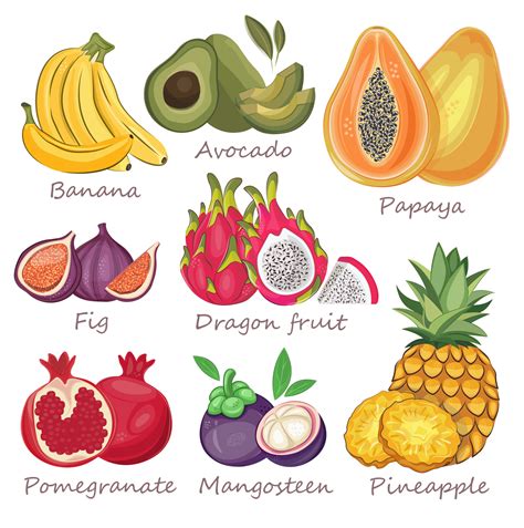 Tropical fruits. Vegan cuisine with hand drawn vector avocado, dragon ...