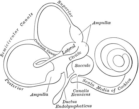 Membranous Labyrinth | ClipArt ETC