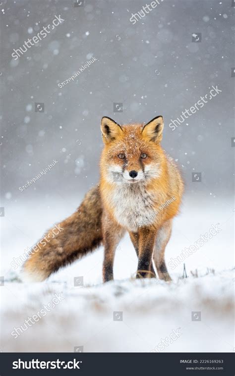 Mammals European Red Fox Vulpes Vulpes Stock Photo 2226169263 ...