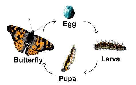 Accidental gown rendering life cycle of a butterfly Shed Bog Giving