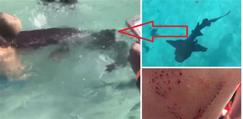 Graphic First fatal shark attack of 2018 • Tracking Sharks